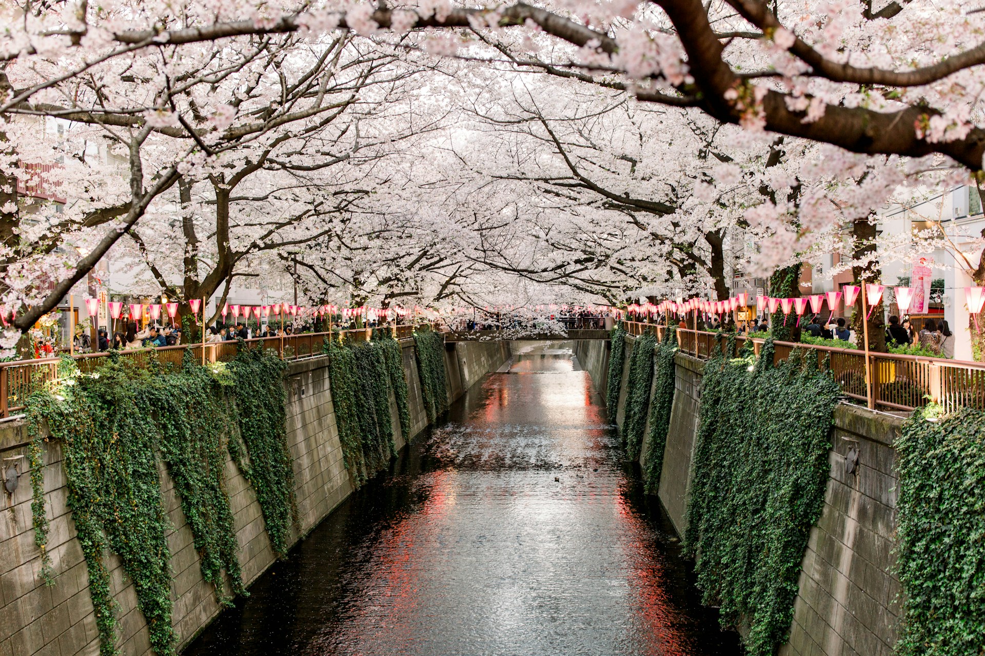 Japan in spring with cherry blossoms